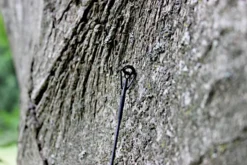 Ashima FFX-F 12ft 1,50lb -Campsite & Supply 005d0d6366159e5f